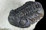 Bargain, Morocops Trilobite - Visible Eye Facets #110635-3